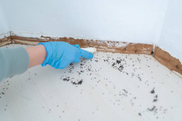 Wasp Removal Services in Arlington, GA